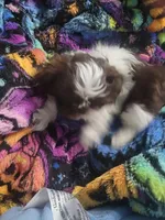 Sarge, a male Shih Tzu for sale in Williamsport, MD – Photo 2 of 3