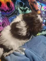 Sarge, a male Shih Tzu for sale in Williamsport, MD – Photo 3 of 3