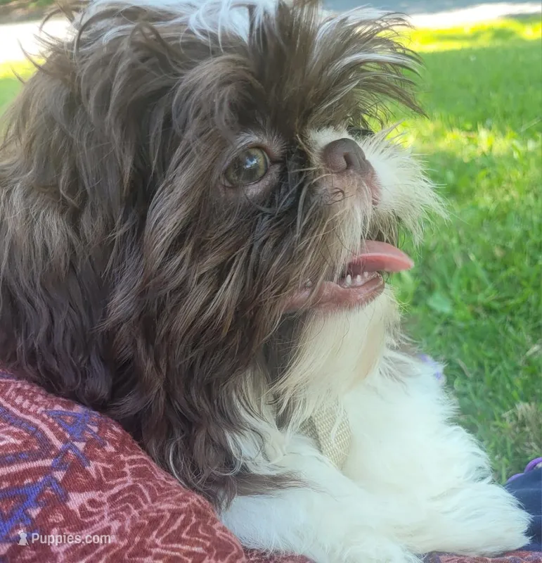 Chandler – Shih Tzu puppy for sale in Williamsport, MD