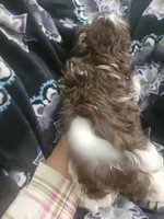 Chase, a male Shih Tzu for sale in Williamsport, MD – Photo 2 of 2