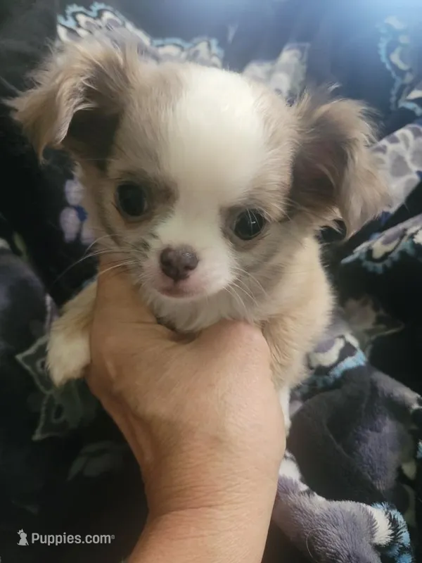 Frannie – Chihuahua, Shih Tzu puppy for sale in Williamsport, MD