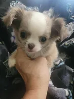 Frannie, a female Chihuahua and Shih Tzu for sale in Williamsport, MD – Photo 1 of 2