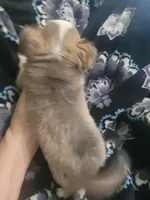 Frannie, a female Chihuahua and Shih Tzu for sale in Williamsport, MD – Photo 2 of 2