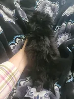 Freddy, a male Chihuahua and Shih Tzu for sale in Williamsport, MD – Photo 3 of 3