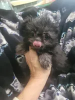 Freddy, a male Chihuahua and Shih Tzu for sale in Williamsport, MD – Photo 2 of 3