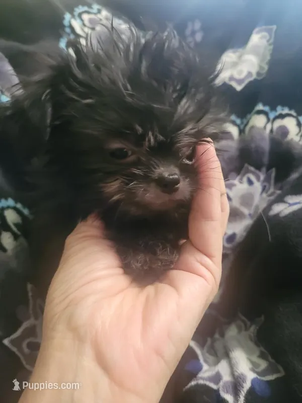 Freddy – Chihuahua, Shih Tzu puppy for sale in Williamsport, MD