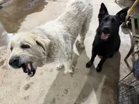 Grace, a female German Shepherd Dog for sale in Ogilvie, MN – Photo 3 of 3