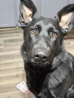 Grace, a female German Shepherd Dog for sale in Ogilvie, MN – Photo 1 of 3