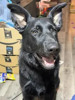 Grace, a female German Shepherd Dog for sale in Ogilvie, MN – Photo 2 of 3