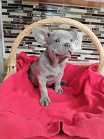 Blu, a male French Bulldog for sale in Ocala, FL – Photo 2 of 3