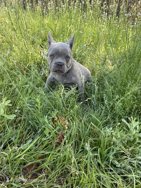 Blu – French Bulldog puppy for sale in Ocala, FL
