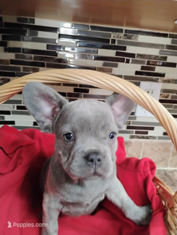 Blu, a male French Bulldog for sale in Ocala, FL – Photo 1 of 3