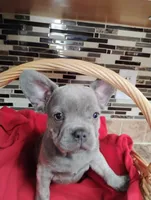 Blu, a male French Bulldog for sale in Ocala, FL – Photo 1 of 3