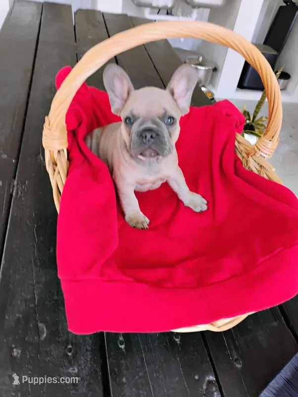 Sky – French Bulldog puppy for sale in Ocala, FL