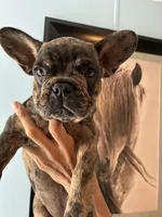 Tiger, a male French Bulldog for sale in Ocala, FL – Photo 3 of 3