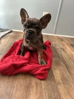 Tiger, a male French Bulldog for sale in Ocala, FL – Photo 2 of 3