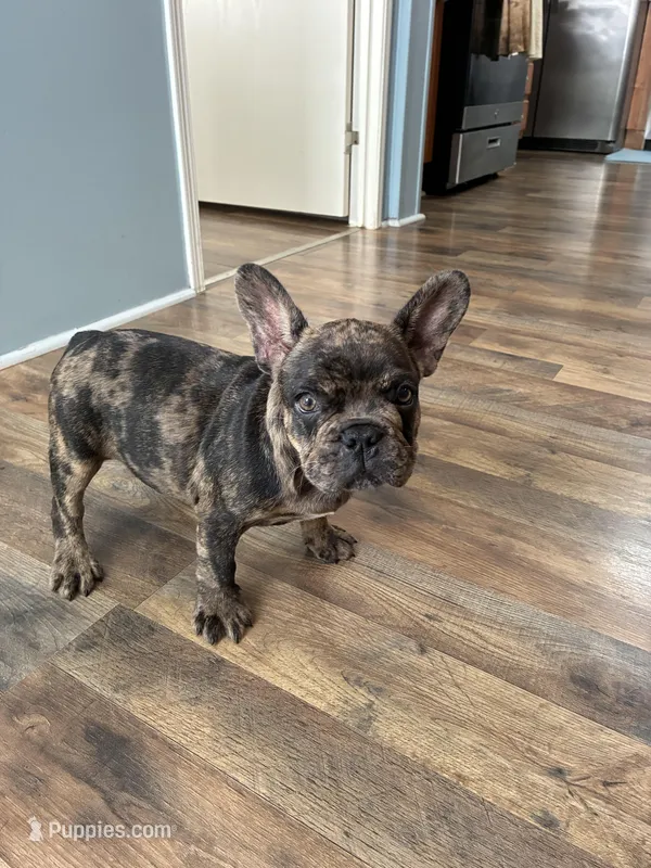 Tiger – French Bulldog puppy for sale in Ocala, FL