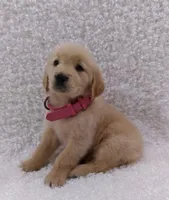 Jupiter , a male Golden Retriever for sale in Ocala, FL – Photo 2 of 3