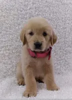 Jupiter , a male Golden Retriever for sale in Ocala, FL – Photo 3 of 3