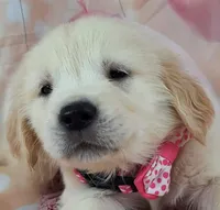 Jupiter , a male Golden Retriever for sale in Ocala, FL – Photo 1 of 3