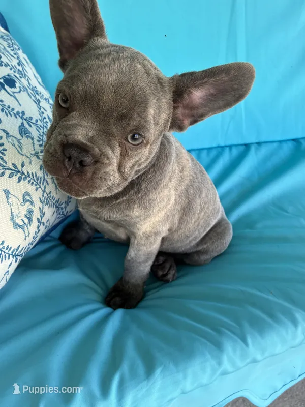 Grey bear – French Bulldog puppy for sale in Ocala, FL