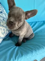 Grey bear, a male French Bulldog for sale in Ocala, FL – Photo 1 of 2