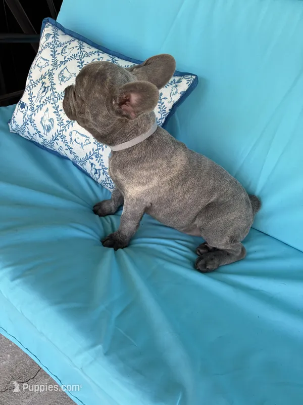 Grey bear – French Bulldog puppy for sale in Ocala, FL