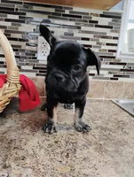 Luna, a female French Bulldog for sale in Ocala, FL – Photo 2 of 3