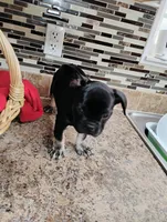 Luna, a female French Bulldog for sale in Ocala, FL – Photo 3 of 3