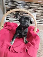 Luna, a female French Bulldog for sale in Ocala, FL – Photo 1 of 3