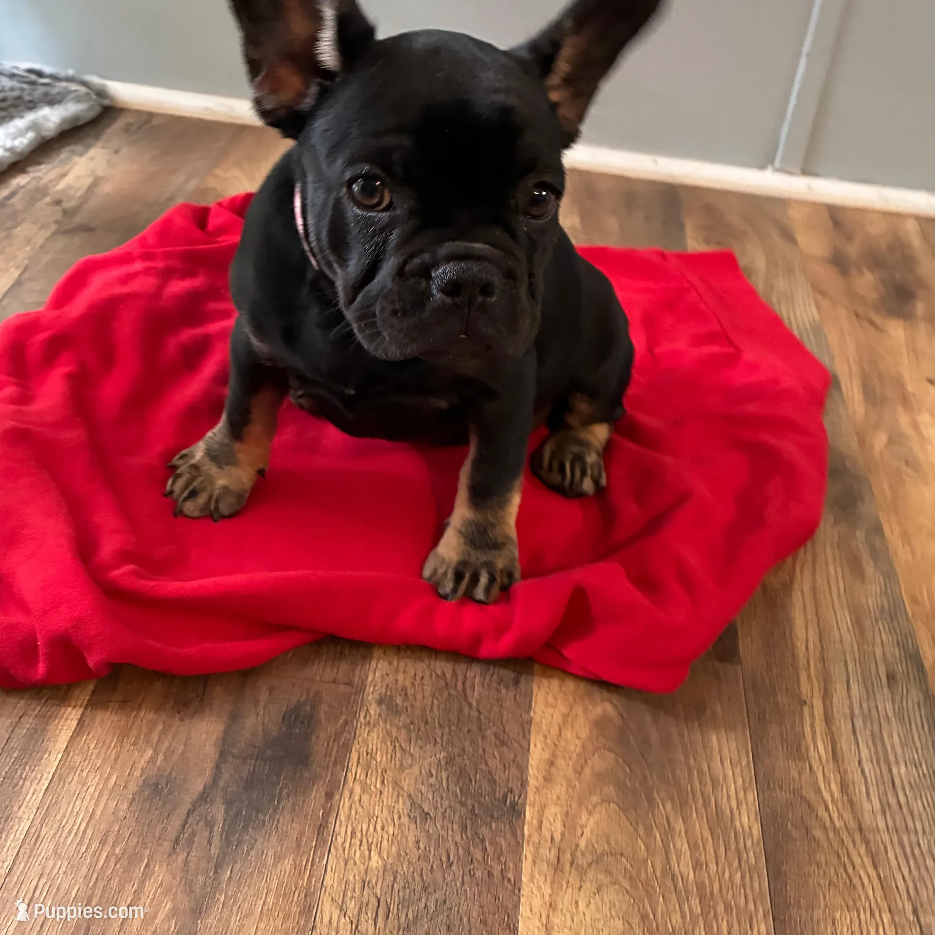 Luna – French Bulldog puppy for sale in Ocala, FL