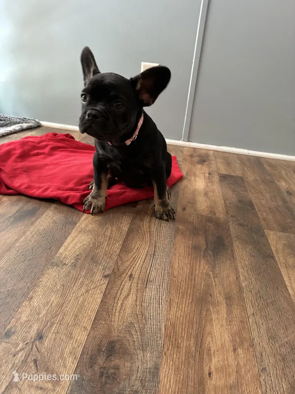 Isabella – French Bulldog puppy for sale in Ocala, FL