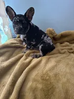 Kike, a male French Bulldog for sale in Ocala, FL – Photo 1 of 2