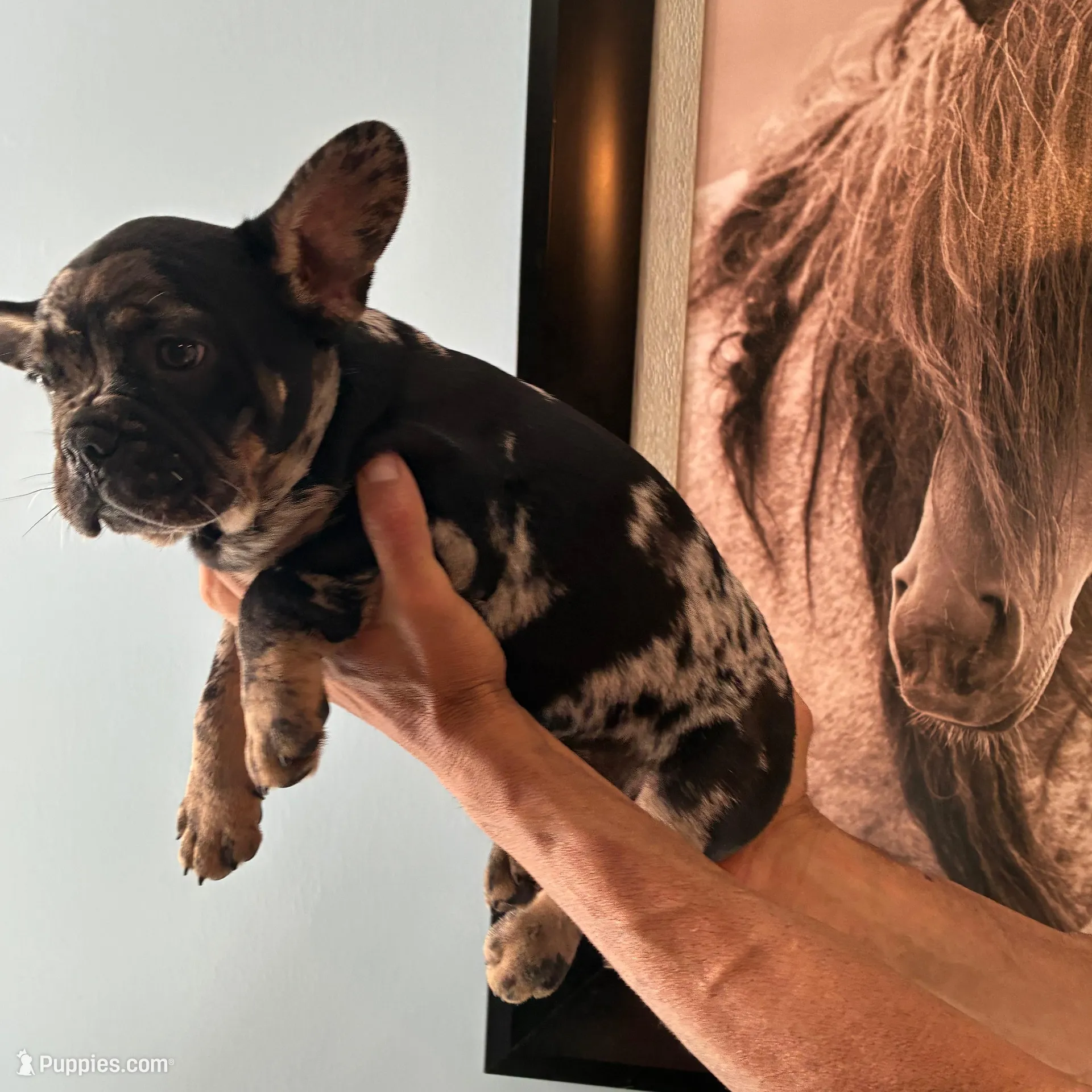 Kike, a male French Bulldog for sale in Ocala, FL – Photo 2 of 2