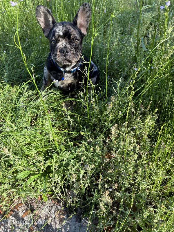 Vash – French Bulldog puppy for sale in Ocala, FL
