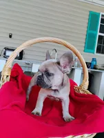 Penat, a male French Bulldog for sale in Ocala, FL – Photo 2 of 3