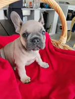 Penat, a male French Bulldog for sale in Ocala, FL – Photo 3 of 3