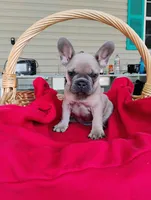 Penat, a male French Bulldog for sale in Ocala, FL – Photo 1 of 3