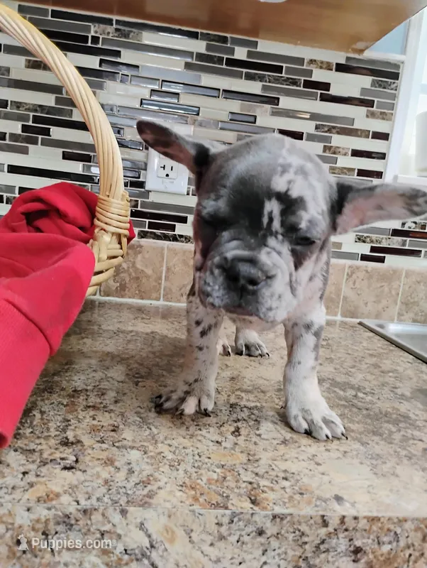 Tan, a male French Bulldog for sale in Ocala, FL – Photo 1 of 3