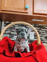 Tan, a male French Bulldog for sale in Ocala, FL – Photo 3 of 3