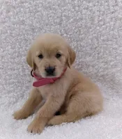 Sofy, a female Golden Retriever for sale in Ocala, FL – Photo 1 of 3