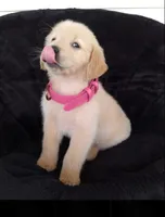 Sofy, a female Golden Retriever for sale in Ocala, FL – Photo 2 of 3