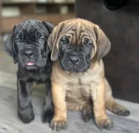 Fawn Male, a male Cane Corso for sale in South Plainfield, NJ – 2 of 3
