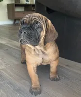 Fawn Male, a male Cane Corso for sale in South Plainfield, NJ – 3 of 3