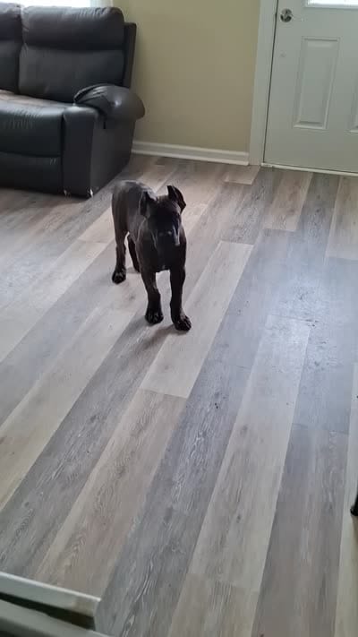 Black / Chestnut Brindle Male, a male Cane Corso for sale in South Plainfield, NJ – 3 of 3