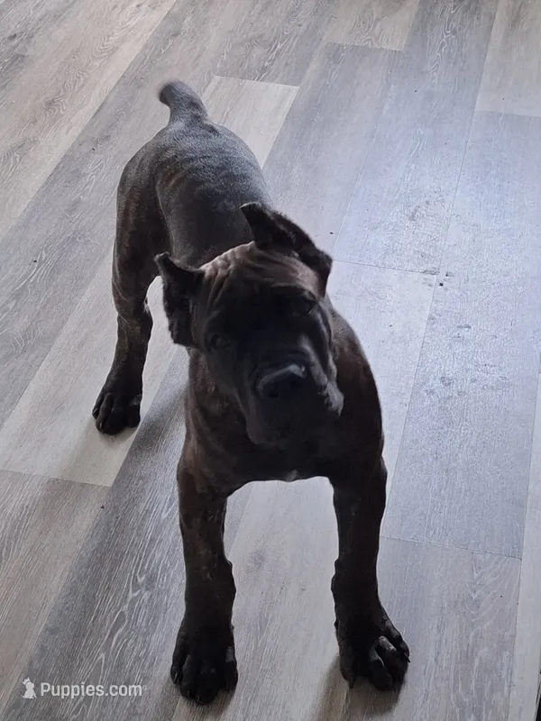 Black / Chestnut Brindle Male – Cane Corso puppy for sale in South Plainfield, NJ