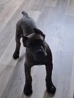 Black / Chestnut Brindle Male, a male Cane Corso for sale in South Plainfield, NJ – 1 of 3