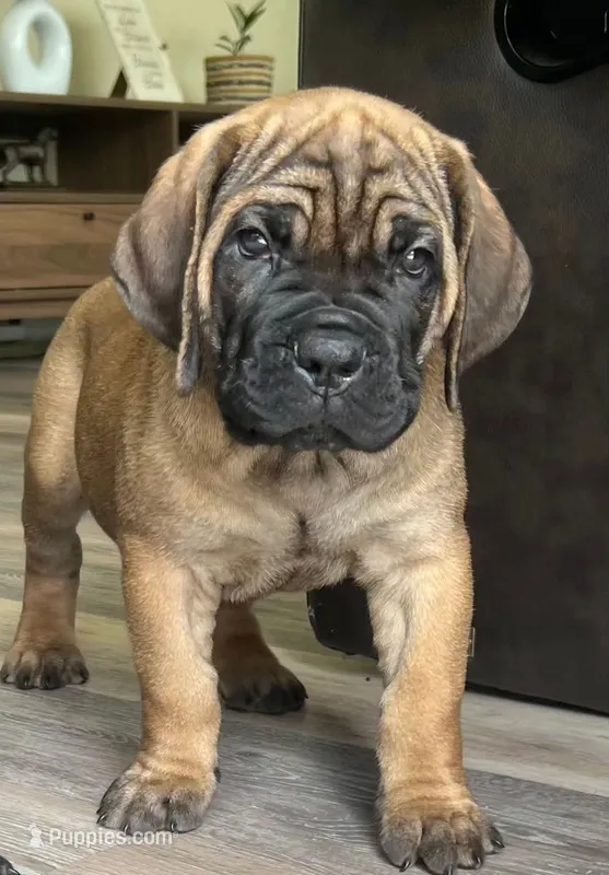 Fawn Male – Cane Corso puppy for sale in South Plainfield, NJ