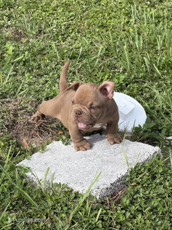 Choco – American Bully puppy for sale in Orlando, FL