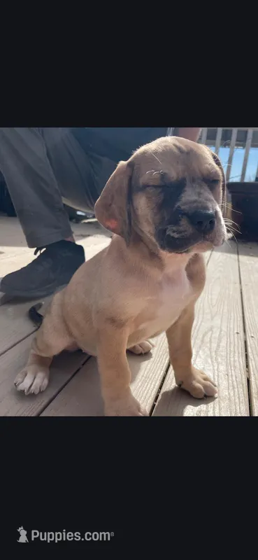 Patch – Great Dane, Labrador Retriever puppy for sale in Glenmoore, PA